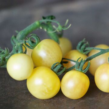 Tomate Mirabelle blanche Bio - Ferme de Sainte Marthe 