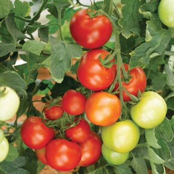 Tomate Moneymaker - Solanum lycopersicum 
