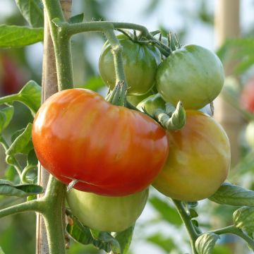 Tomate Montfavet 63-5 F1 en plants