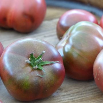 Tomate Noire de Crimée - Solanum lycopersicum 