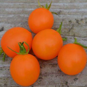 Tomate Orange Berry Bio - Ferme de Sainte Marthe