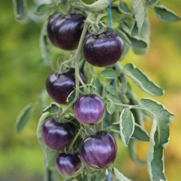 Tomate Osu Blue P20 ou Bleue P20 Bio - Ferme de Sainte Marthe