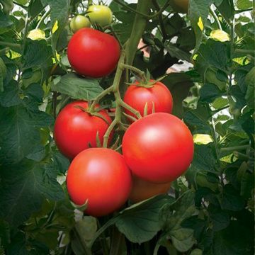 Mélange de graine de tomate cuor di bue bio et de basilic grand