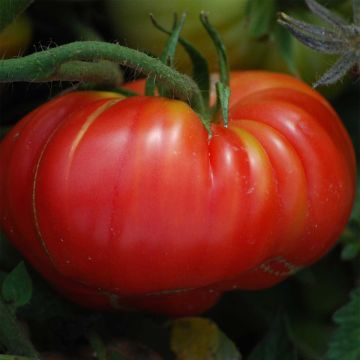 Tomate Potiron écarlate Bio - Ferme de Sainte Marthe