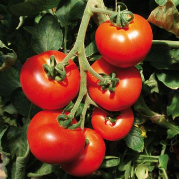 Tomate Previa F1 en plants GREFFES - La Sélection du Chef