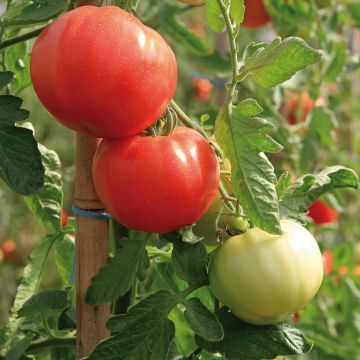 Tomate Previa F1 Bio - Tomate ronde précoce - Plants de tomate