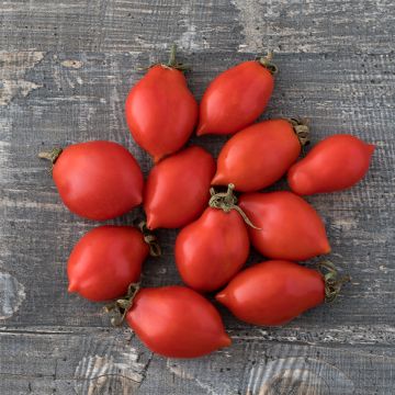 Tomate Prince Borghese Bio - Ferme de Sainte Marthe