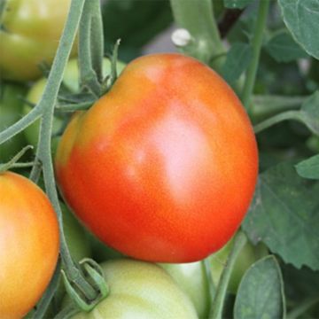Tomate Pyros F1 en plants