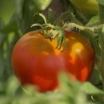 Tomate Reine des hâtives Bio - Ferme de Sainte Marthe