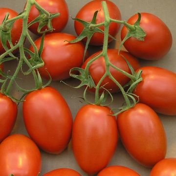 Tomate Roma VF en plants - Tomate allongée