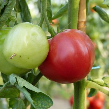 Tomate Rose de Berne en plants