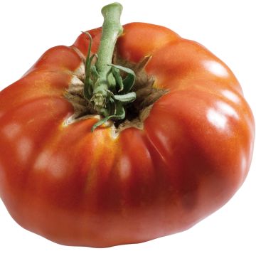 Tomate Russe rouge - Solanum lycopersicum 