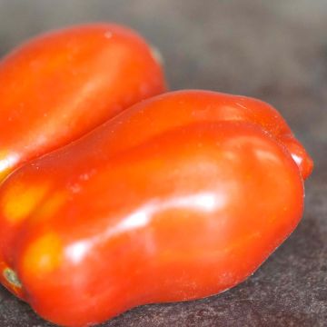 Tomate San Marzano 3 - Solanum lycopersicum