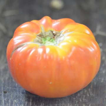 Tomate Striped German Bio - Ferme de Sainte Marthe
