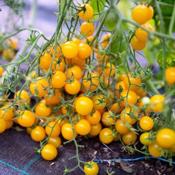 Tomate Sturdy Grace F1 en plants - Tomate cerise jaune