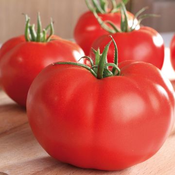 Tomate Supersteak F1 en plants GREFFES - La Sélection du Chef