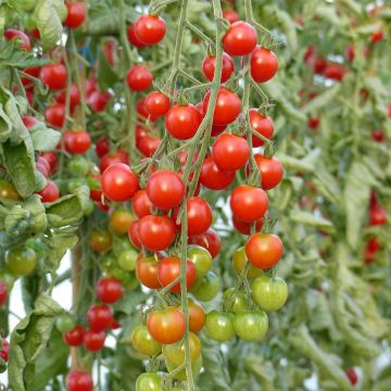Tomate Supersweet 100 F1 en plants - Tomate cerise