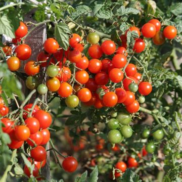 Tomate Sweetbaby Bio - Ferme de Sainte Marthe