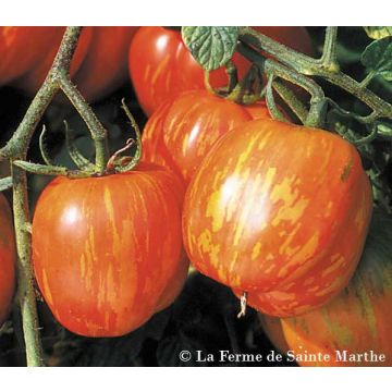 Tomate Tigerella bicolore Bio - Ferme de Sainte Marthe