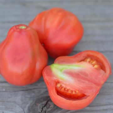 Tomate Tlacolula Pink Bio - Ferme de Sainte Marthe