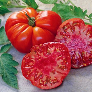 Tomate Tomande F1 - Type Marmande - Graines