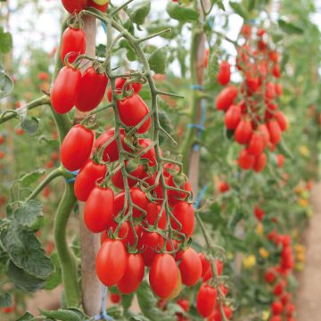 Tomate Trilly F1 - tomate-cerise allongée - Plants de tomate