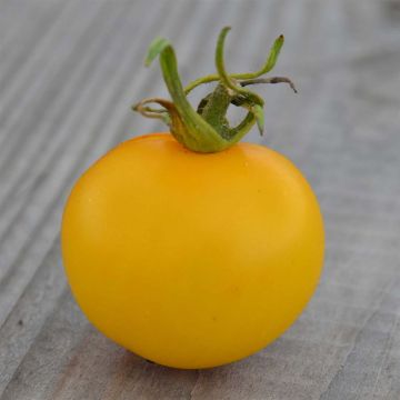 Tomate Yellow Perfection Bio - Ferme de Sainte Marthe
