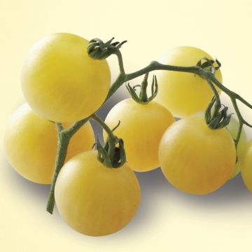 Tomate ancienne Mirabelle Blanche - Solanum lycopersicum 