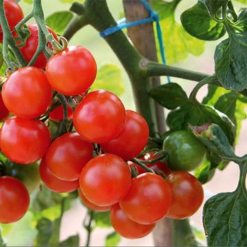 Tomate cerise Gusta Mini Red en plant Bio