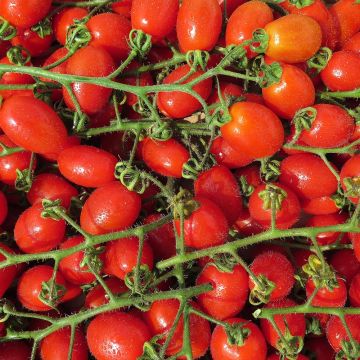 Tomate Santonio F1 en plants GREFFES - Tomate cerise