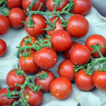 Tomate cerise Sweetie - Solanum lycopersicum 