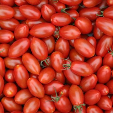 Tomate cerise Trilly F1 en plant greffé