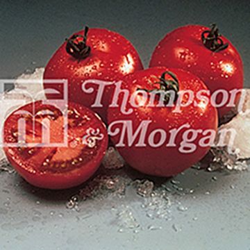 Tomate Cristal F1 - Tomate Grappe