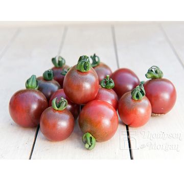 Tomate Rosella