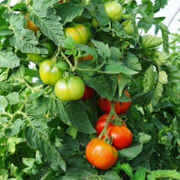 Tomate type coeur de boeuf Faworyt BIO