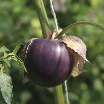 Tomatillo du Mexique Purple Xtrem
