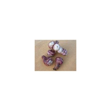 Topinambours Violets X 5 - Helianthus tuberosus - Artichaut de Jérusalem