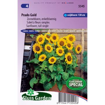 Tournesol Prado Gold - Helianthus annuus