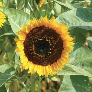 Graine de Tournesol Taiyo Bio