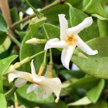 Jasmin étoilé d'Afrique, Jasmin sauvage étoilé, Jasminum multipartitum :  planter, cultiver, multiplier