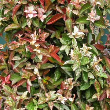 Trachelospermum asiaticum Goshiki Chirimen - jasmin étoilé