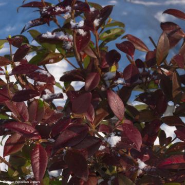 Trachelospermum jasminoides Winter Ruby - Jasmin étoilé