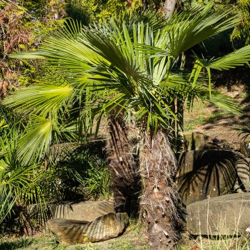 Palmier de Chine - Trachycarpus fortunei 