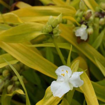 Éphémère de Virginie -Tradescantia andersoniana Angelic Charm