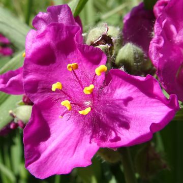 Ephémère de Virginie - Tradescantia virginiana Zwanenburg Blue