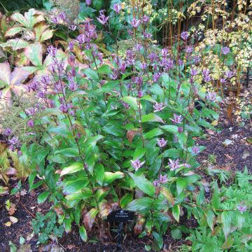 Lis orchidée - Tricyrtis formosana