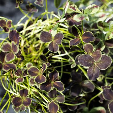 Trifolium repens Dark Debbie - Trèfle