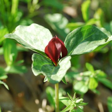 Trillium recurvatum - Trille