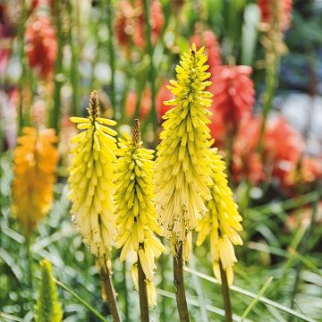 Tritoma - Kniphofia Lemon Popsicle