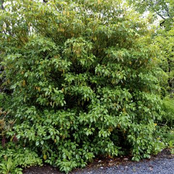 Trochodendron aralioides - Arbre aux roues